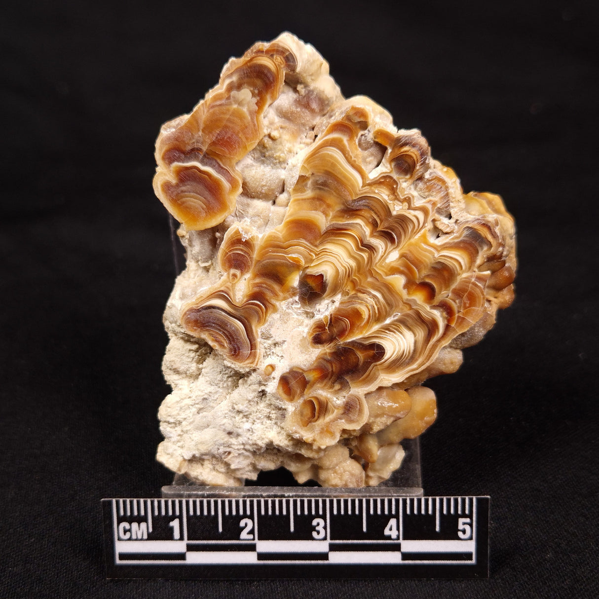 CAVE MICROBIALITE, Holocene, Morocco ZCS006