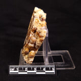 CAVE MICROBIALITE, Holocene, Morocco ZCS006