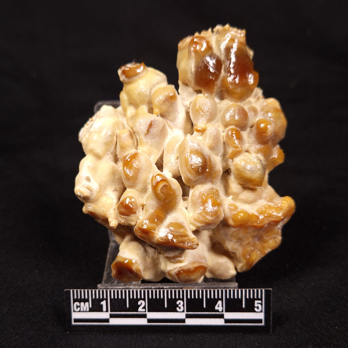CAVE MICROBIALITE, Holocene, Morocco ZCS007