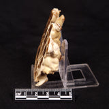 CAVE MICROBIALITE, Holocene, Morocco ZCS007