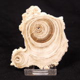 CAVE MICROBIALITE, Holocene, Morocco ZCS009