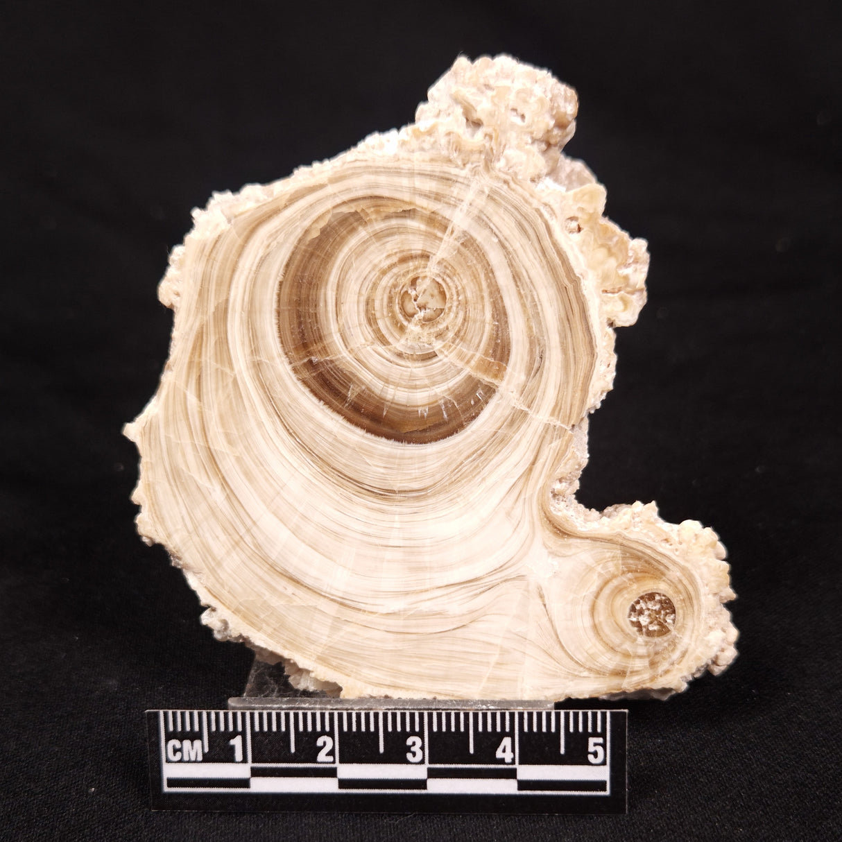 CAVE MICROBIALITE, Holocene, Morocco ZCS009