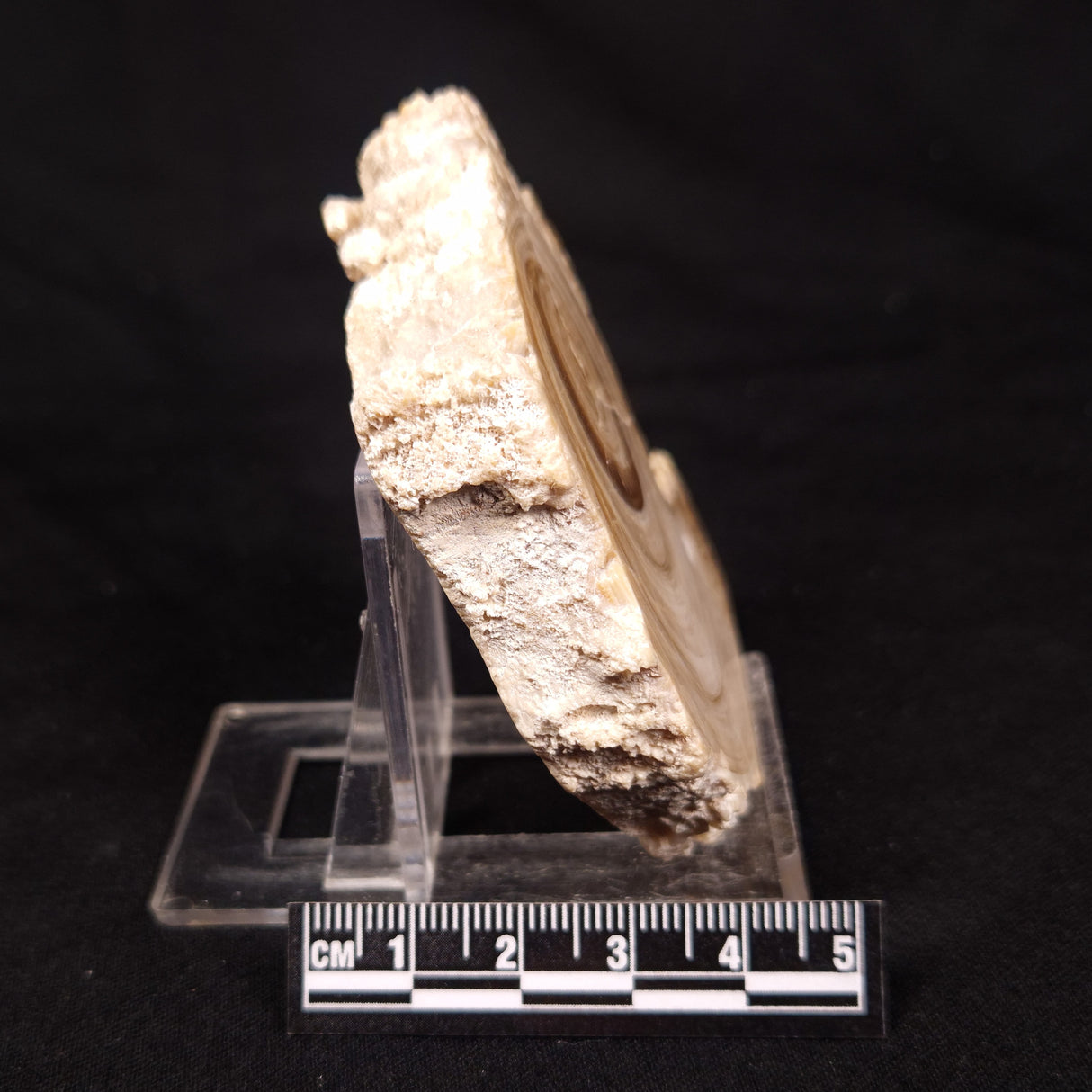 CAVE MICROBIALITE, Holocene, Morocco ZCS009