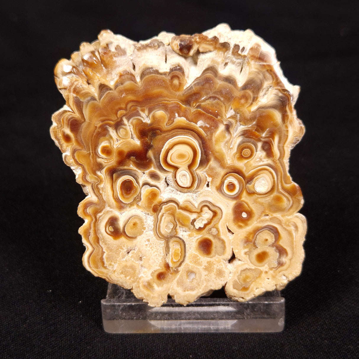 CAVE MICROBIALITE, Holocene, Morocco ZCS010
