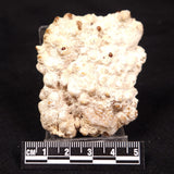 CAVE MICROBIALITE, Holocene, Morocco ZCS010