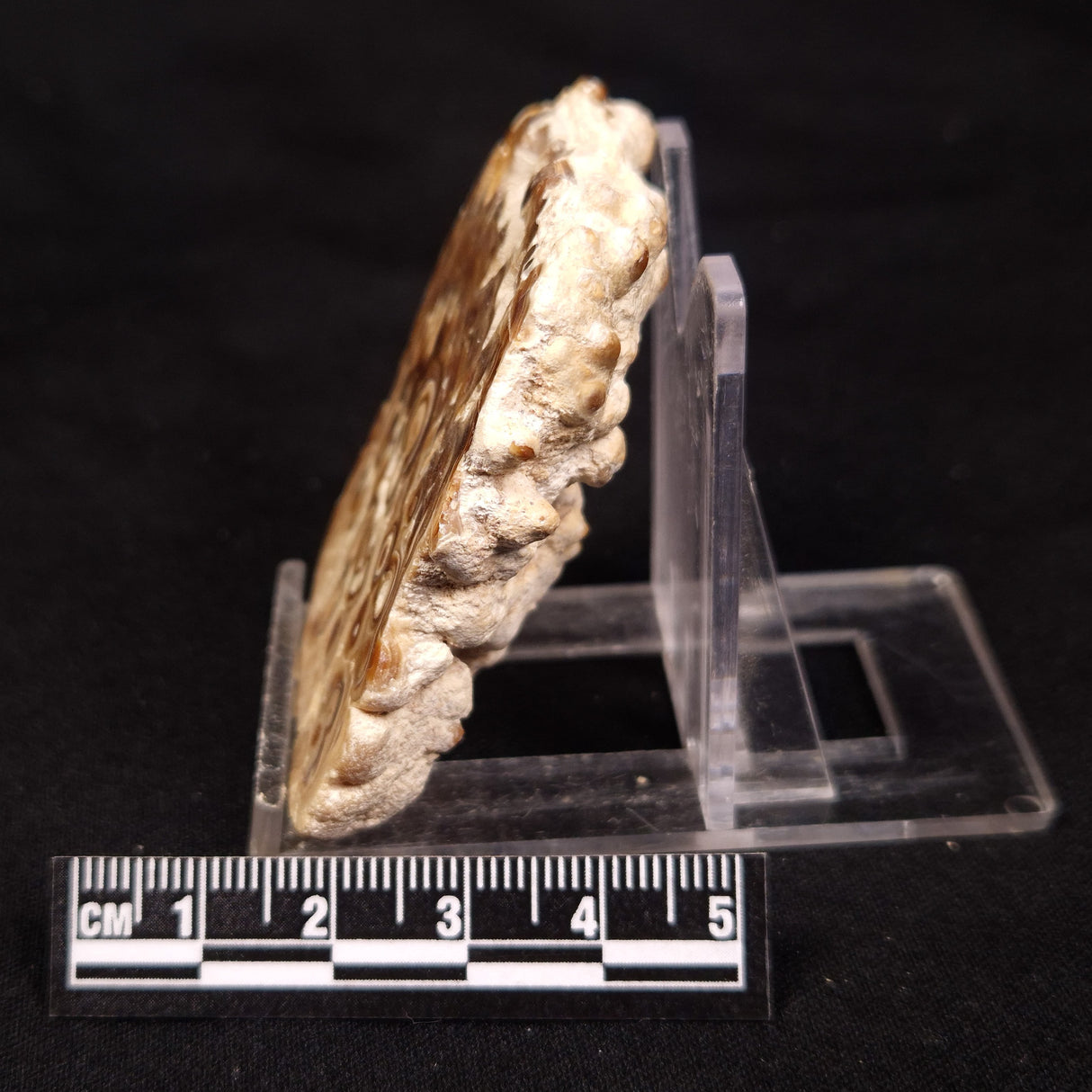 CAVE MICROBIALITE, Holocene, Morocco ZCS010