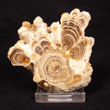 CAVE MICROBIALITE, Holocene, Morocco ZCS011