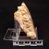 CAVE MICROBIALITE, Holocene, Morocco ZCS011