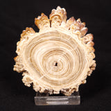 CAVE MICROBIALITE, Holocene, Morocco ZCS012