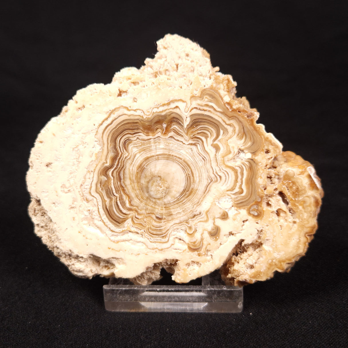 CAVE MICROBIALITE, Holocene, Morocco ZCS014