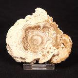 CAVE MICROBIALITE, Holocene, Morocco ZCS014