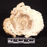 CAVE MICROBIALITE, Holocene, Morocco ZCS014