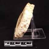 CAVE MICROBIALITE, Holocene, Morocco ZCS014