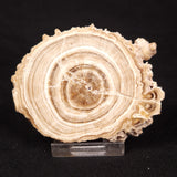 CAVE MICROBIALITE, Holocene, Morocco ZCS015