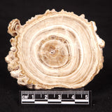 CAVE MICROBIALITE, Holocene, Morocco ZCS015