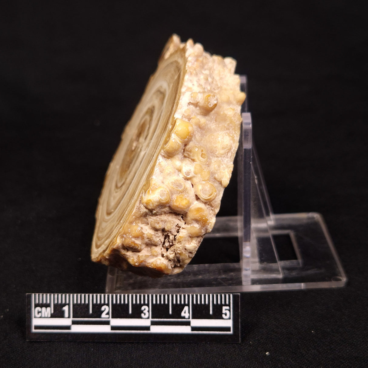 CAVE MICROBIALITE, Holocene, Morocco ZCS015