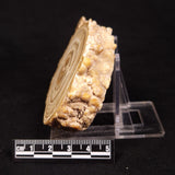 CAVE MICROBIALITE, Holocene, Morocco ZCS015