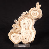 CAVE MICROBIALITE, Holocene, Morocco ZCS016