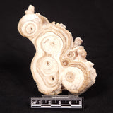 CAVE MICROBIALITE, Holocene, Morocco ZCS016