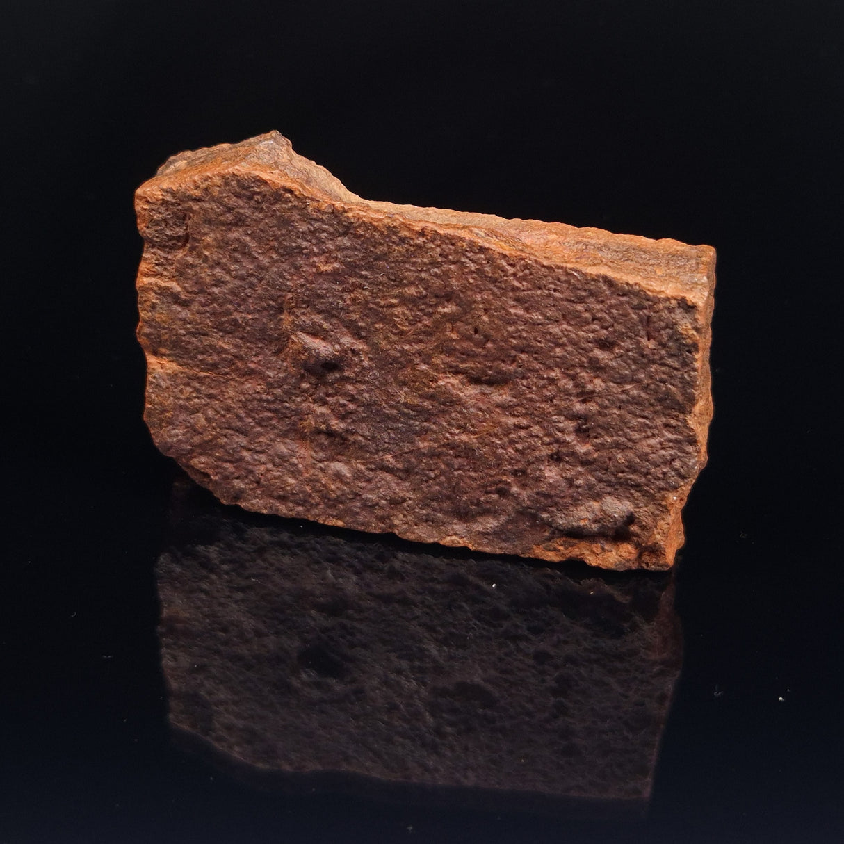 HORODYSKIA WILLIAMSII, Mesoproterozoic, Australia XHW001