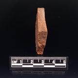 HORODYSKIA WILLIAMSII, Mesoproterozoic, Australia XHW001