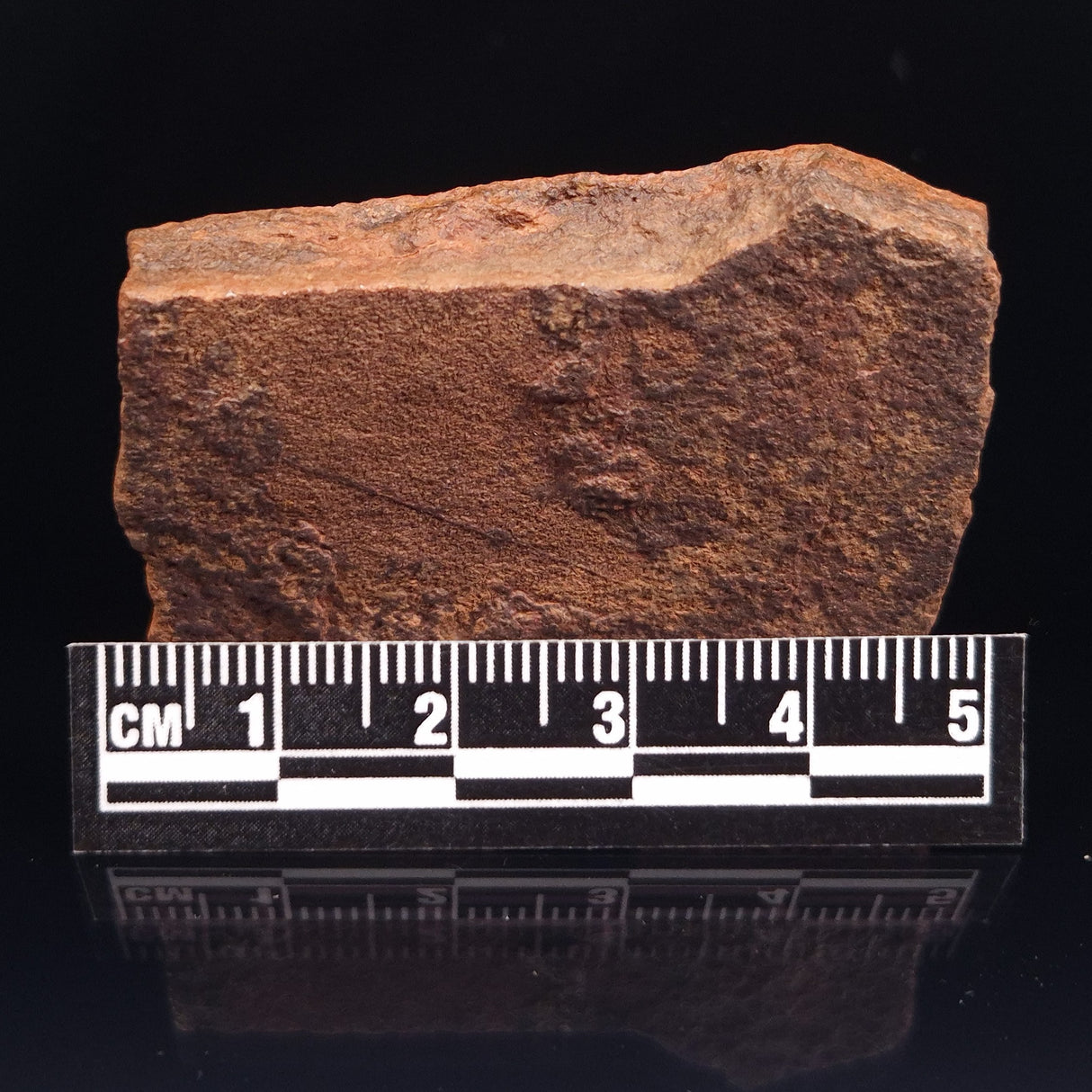 HORODYSKIA WILLIAMSII, Mesoproterozoic, Australia XHW001