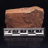 HORODYSKIA WILLIAMSII, Mesoproterozoic, Australia XHW001