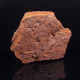 HORODYSKIA WILLIAMSII, Mesoproterozoic, Australia XHW002