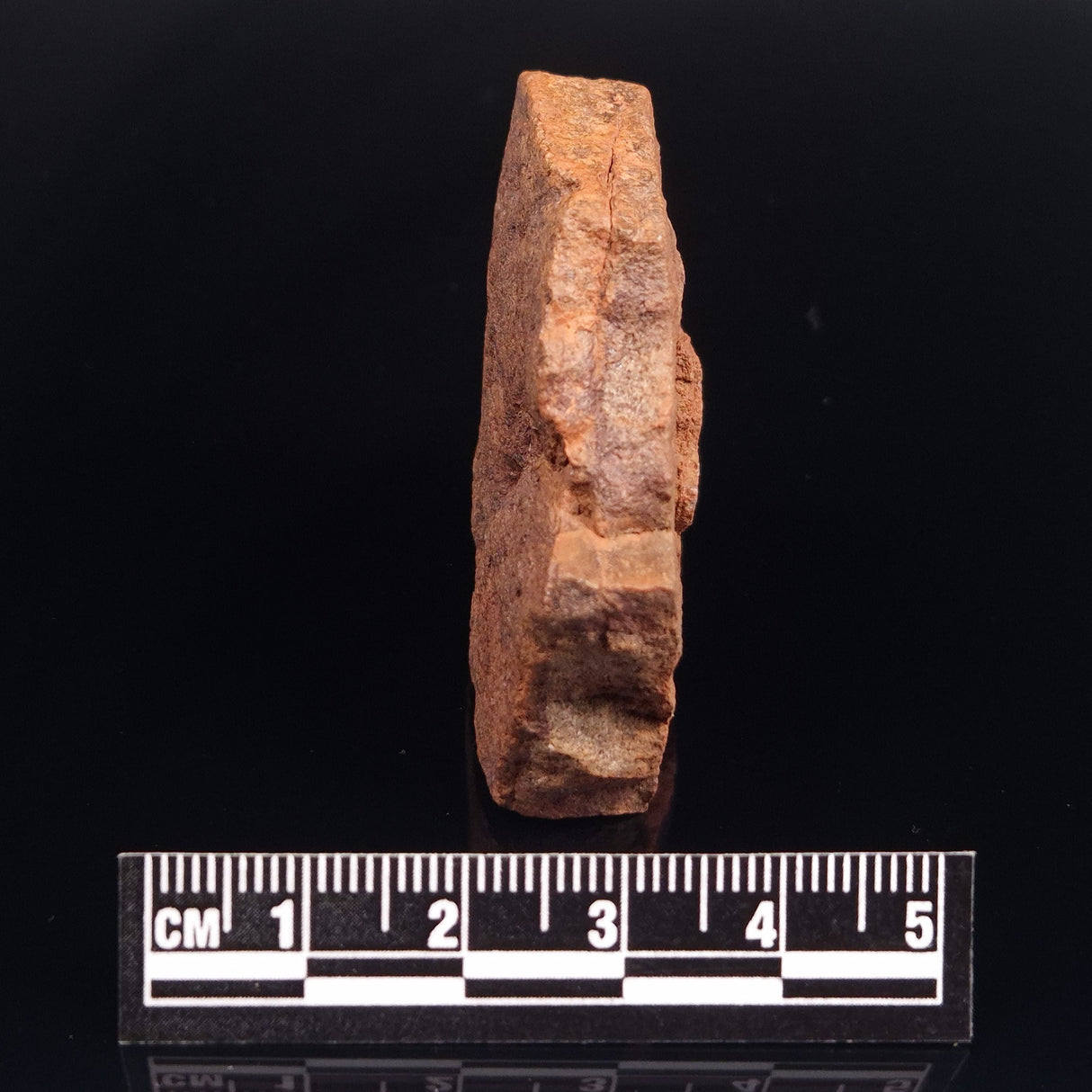 HORODYSKIA WILLIAMSII, Mesoproterozoic, Australia XHW002