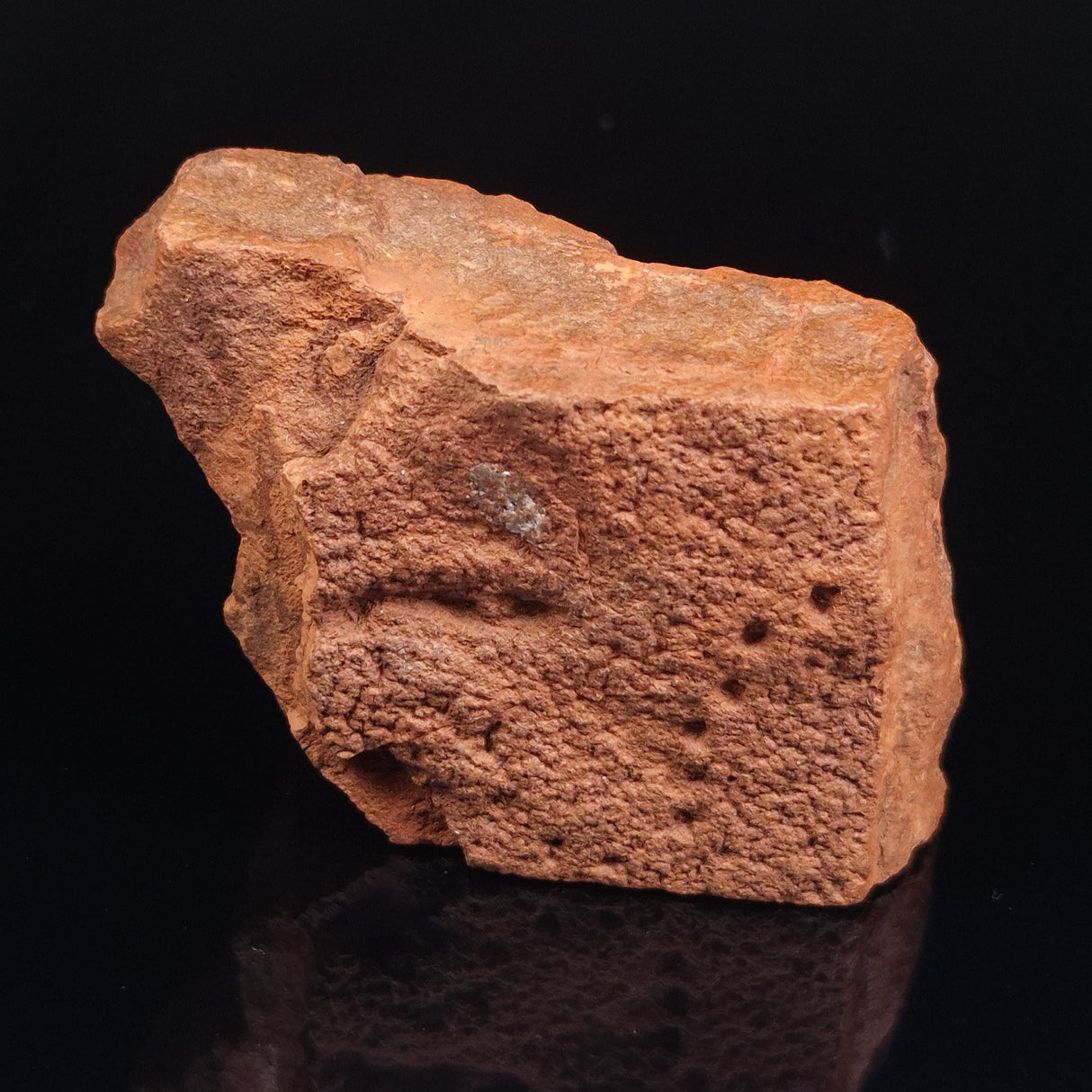 HORODYSKIA WILLIAMSII, Mesoproterozoic, Australia XHW003