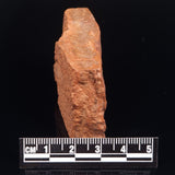 HORODYSKIA WILLIAMSII, Mesoproterozoic, Australia XHW003