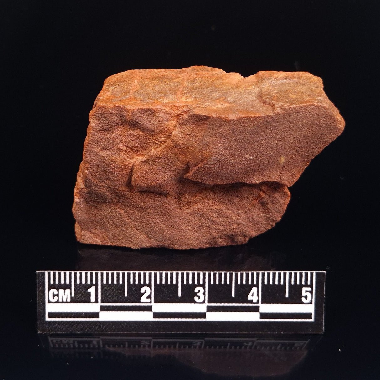 HORODYSKIA WILLIAMSII, Mesoproterozoic, Australia XHW003