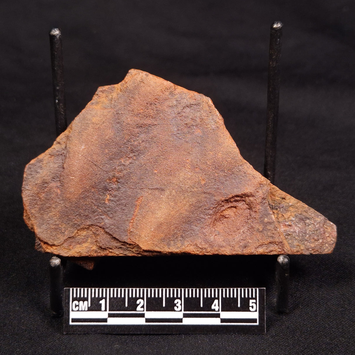 HORODYSKIA WILLIAMSII, Mesoproterozoic, Australia XHW004