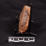 HORODYSKIA WILLIAMSII, Mesoproterozoic, Australia XHW004