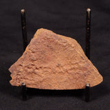 HORODYSKIA WILLIAMSII, Mesoproterozoic, Australia XHW005