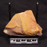 HORODYSKIA WILLIAMSII, Mesoproterozoic, Australia XHW005