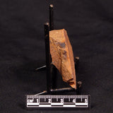 HORODYSKIA WILLIAMSII, Mesoproterozoic, Australia XHW005