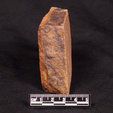 HORODYSKIA WILLIAMSII, Mesoproterozoic, Australia XHW007