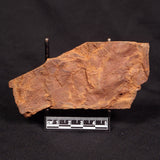 HORODYSKIA WILLIAMSII, Mesoproterozoic, Australia XHW008