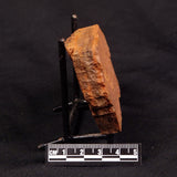 HORODYSKIA WILLIAMSII, Mesoproterozoic, Australia XHW008
