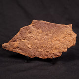 HORODYSKIA WILLIAMSII, Mesoproterozoic, Australia XHW009
