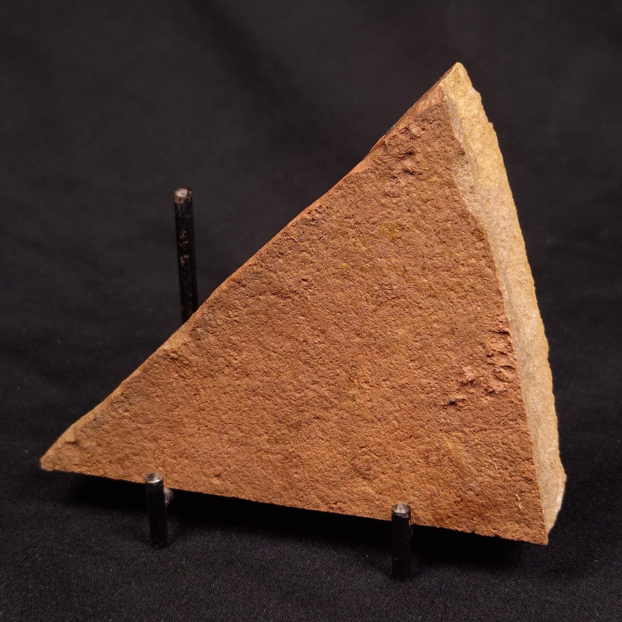 HORODYSKIA WILLIAMSII, Mesoproterozoic, Australia XHW010