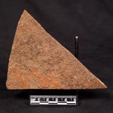 HORODYSKIA WILLIAMSII, Mesoproterozoic, Australia XHW010