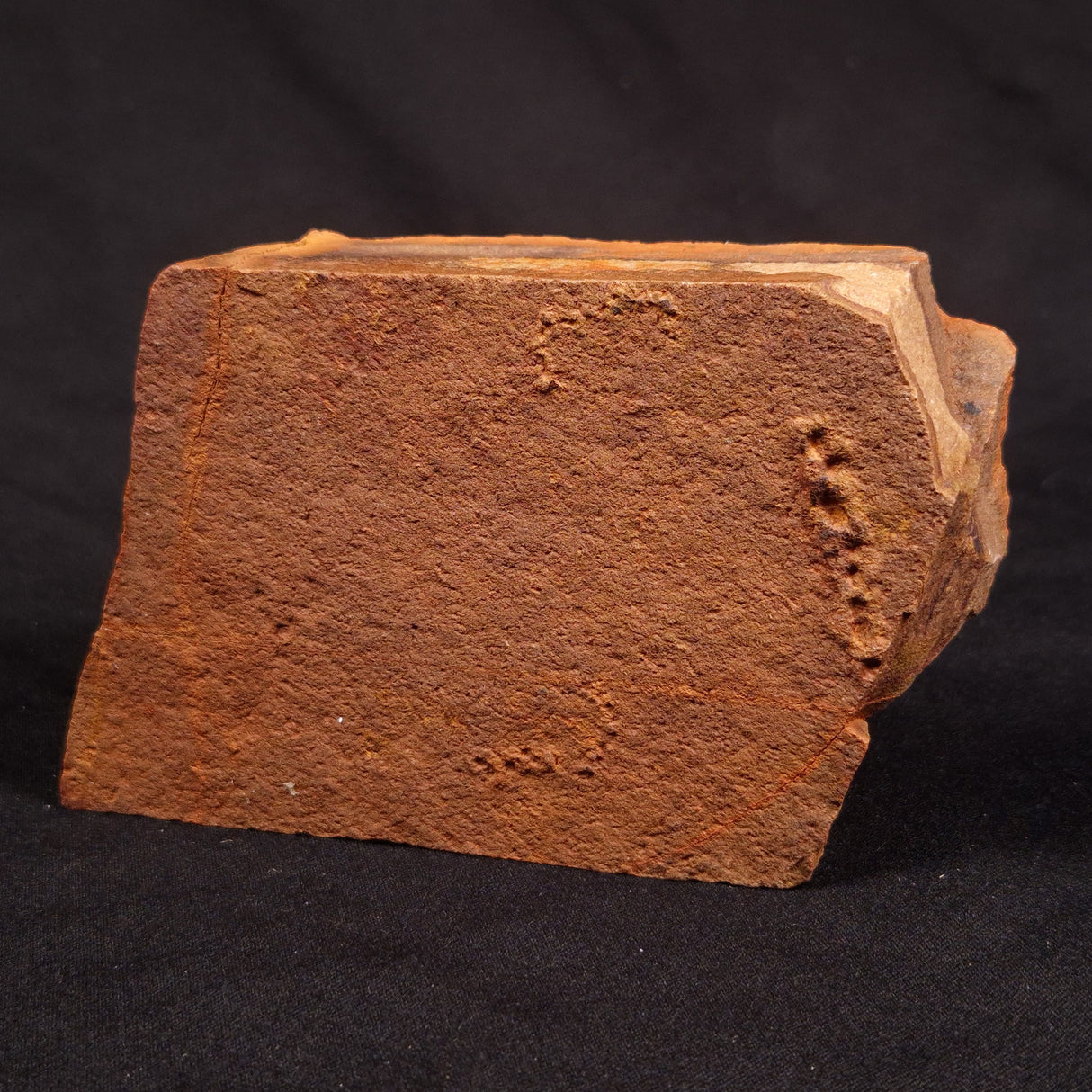 HORODYSKIA WILLIAMSII, Mesoproterozoic, Australia XHW011