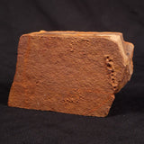 HORODYSKIA WILLIAMSII, Mesoproterozoic, Australia XHW011