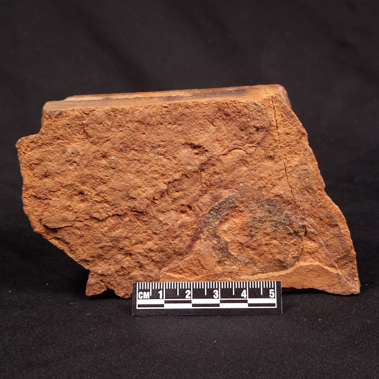HORODYSKIA WILLIAMSII, Mesoproterozoic, Australia XHW011