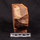HORODYSKIA WILLIAMSII, Mesoproterozoic, Australia XHW011