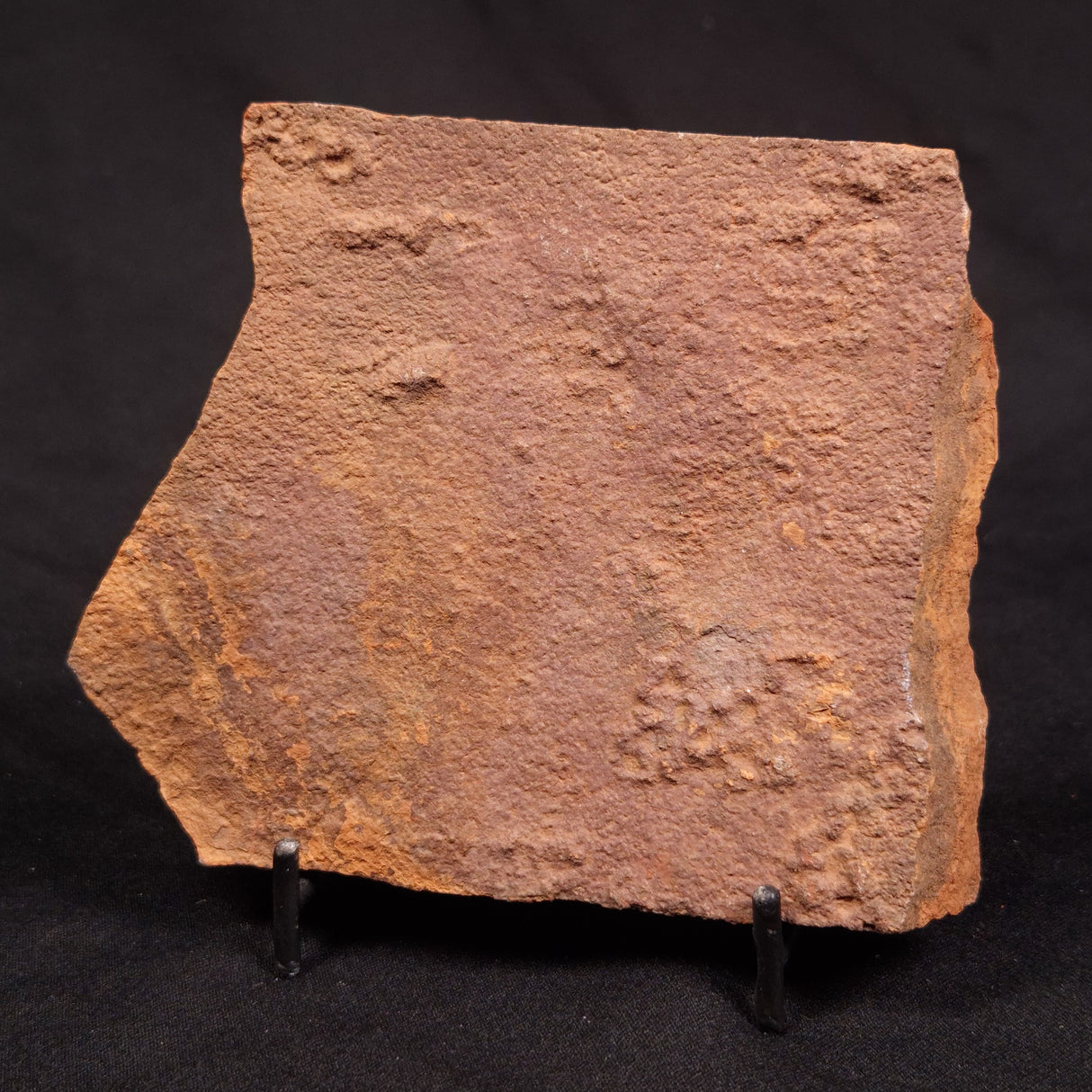 HORODYSKIA WILLIAMSII, Mesoproterozoic, Australia XHW012