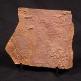HORODYSKIA WILLIAMSII, Mesoproterozoic, Australia XHW012