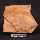 HORODYSKIA WILLIAMSII, Mesoproterozoic, Australia XHW012